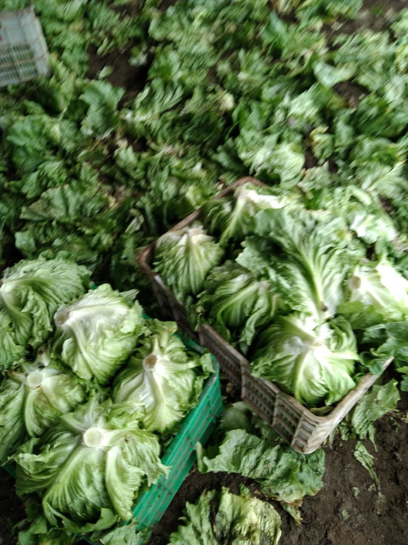 球生菜产地
