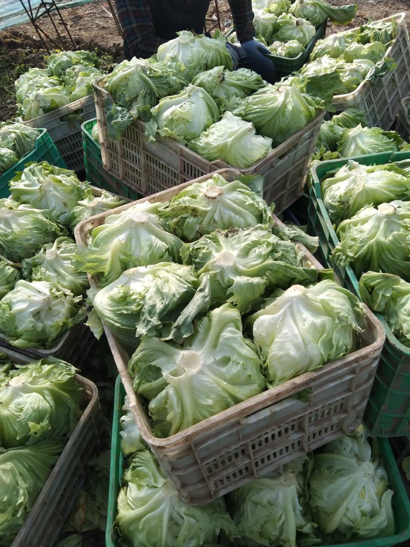 球生菜产地