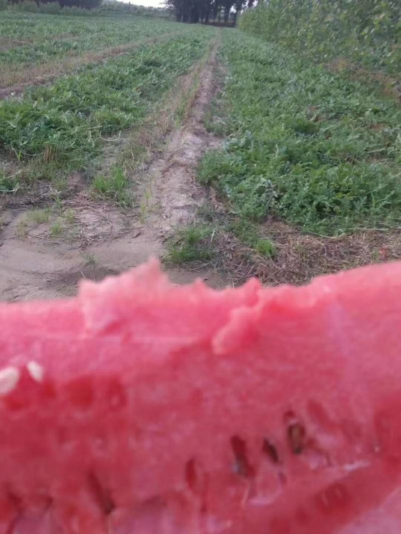 特大景蜜宝2号黑皮红肉西瓜种子大果黑绿色皮大红瓤西瓜种子