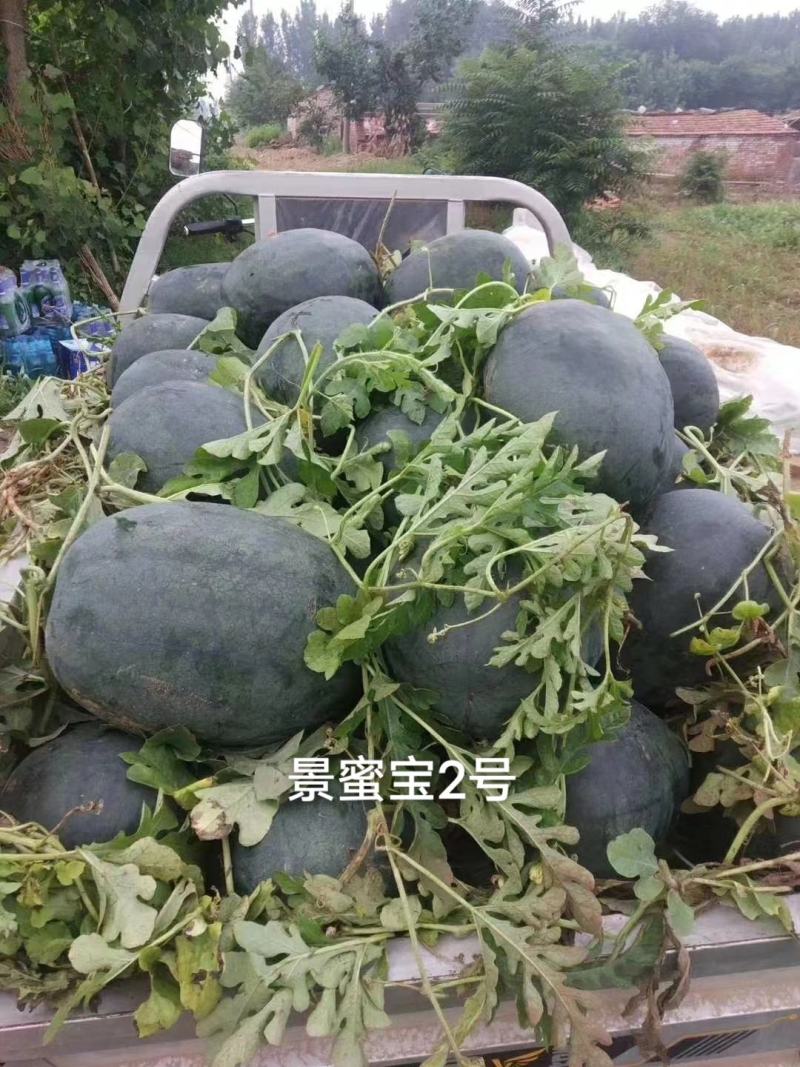特大景蜜宝2号黑皮红肉西瓜种子大果黑绿色皮大红瓤西瓜种子