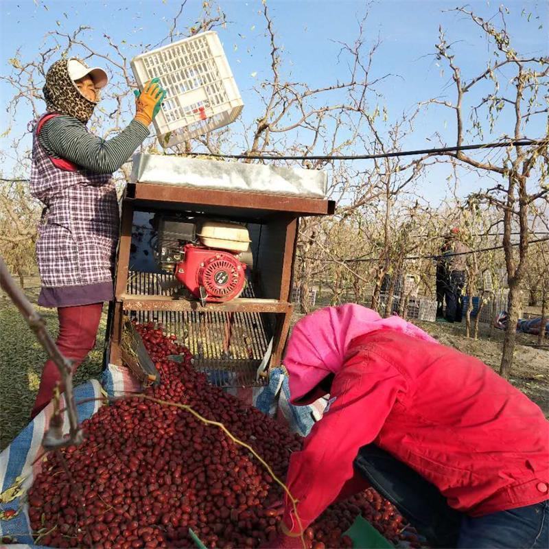 包邮特价批发新疆若羌特产原生态一级土灰枣核小肉厚一件代发