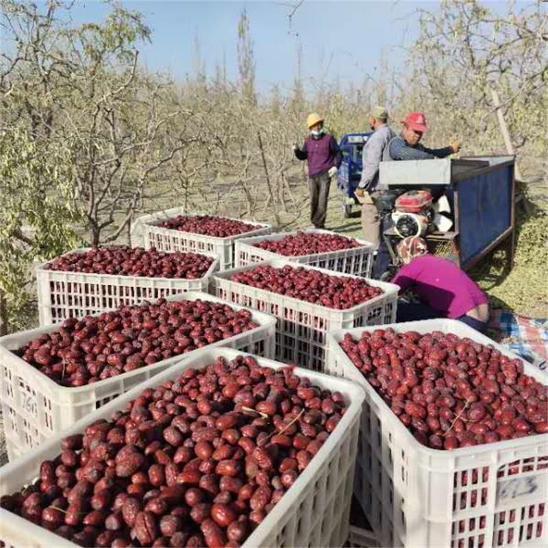 包邮特价批发新疆若羌特产原生态一级土灰枣核小肉厚一件代发