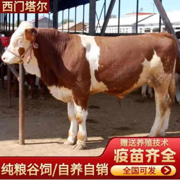 西门塔尔牛犊肉牛犊防疫疫苗已做完放心饲养