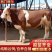 西门塔尔牛犊肉牛犊防疫疫苗已做完放心饲养