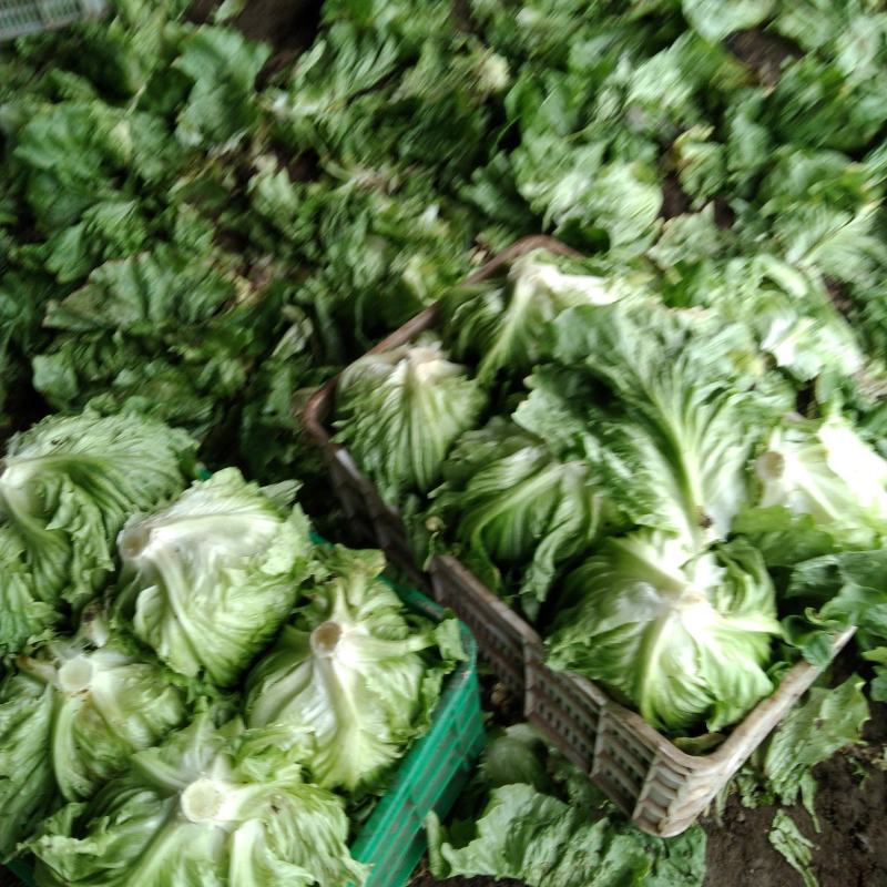 球生菜产地