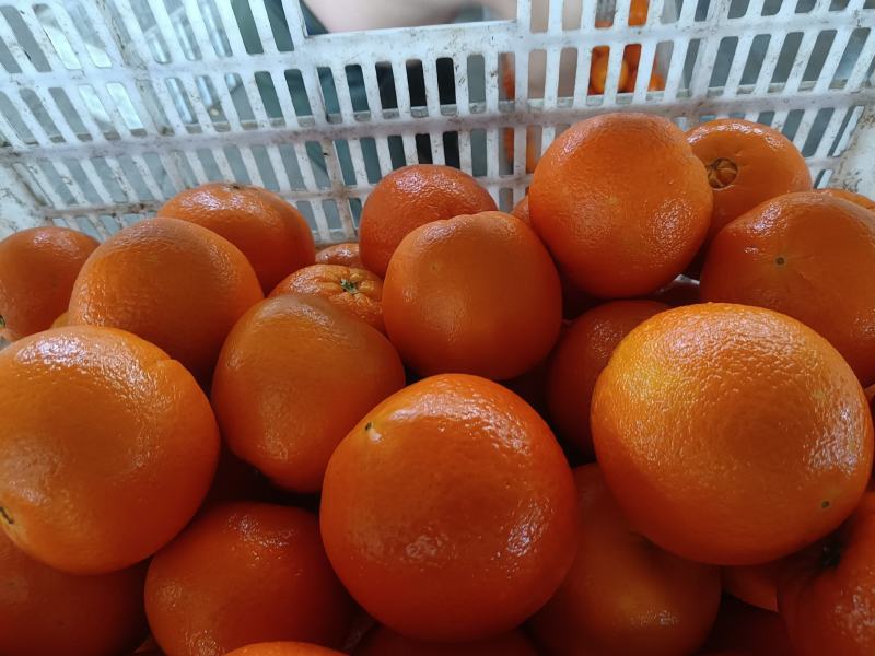 【橙子】纽荷尔脐橙皮薄肉多入口化渣货源充足欢迎咨询