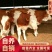 西门塔尔牛犊肉牛犊防疫疫苗已做完放心饲养