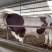 西门塔尔牛犊肉牛犊防疫疫苗已做完放心饲养