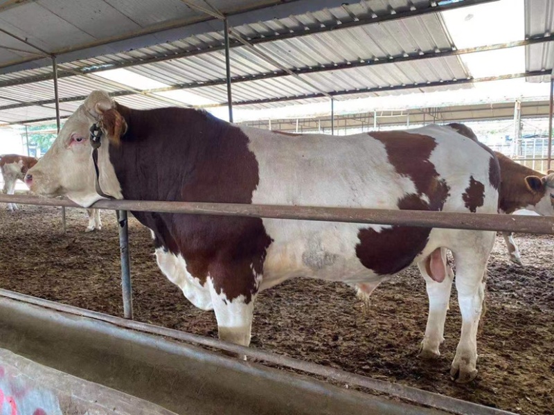 西门塔尔牛犊肉牛犊防疫疫苗已做完放心饲养