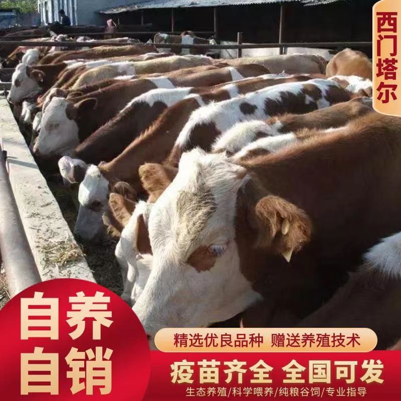 西门塔尔牛犊肉牛犊防疫疫苗已做完放心饲养