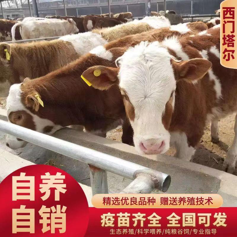 西门塔尔牛犊肉牛犊防疫疫苗已做完放心饲养