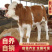 西门塔尔牛犊肉牛犊防疫疫苗已做完放心饲养