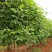 鹅掌楸苗