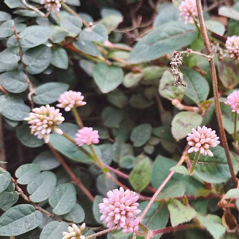 野生头花蓼