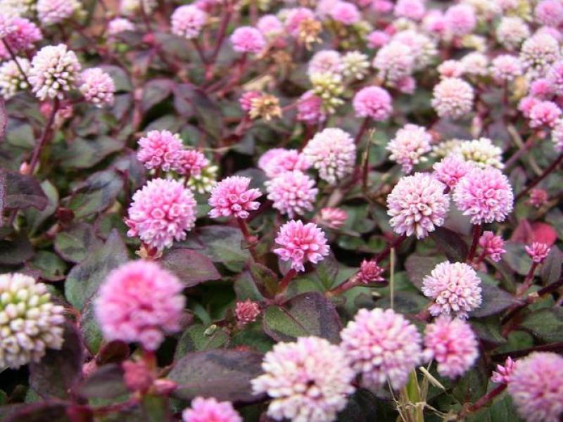 野生头花蓼