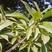 新采优质杜英树种子小叶杜英种子大叶杜英种子林木种子