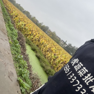 茨菇专业代收！以诚为本！
