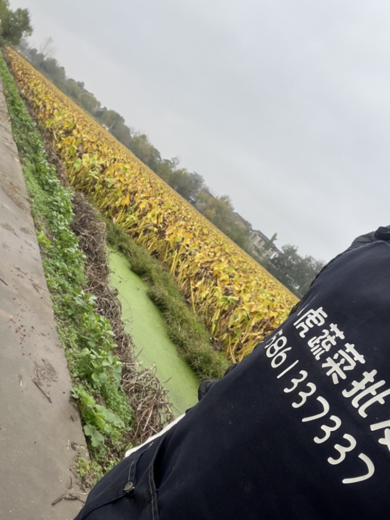 茨菇专业代收！以诚为本！