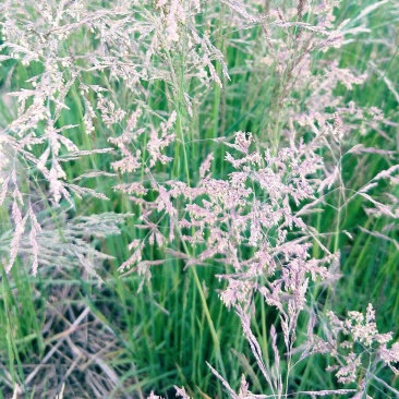知风草种子锈色画眉草朝鲜爱情草露水草星星草一年生草本植物