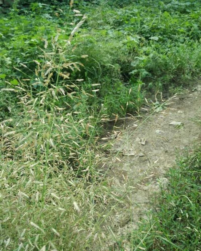 知风草种子锈色画眉草朝鲜爱情草露水草星星草一年生草本植物