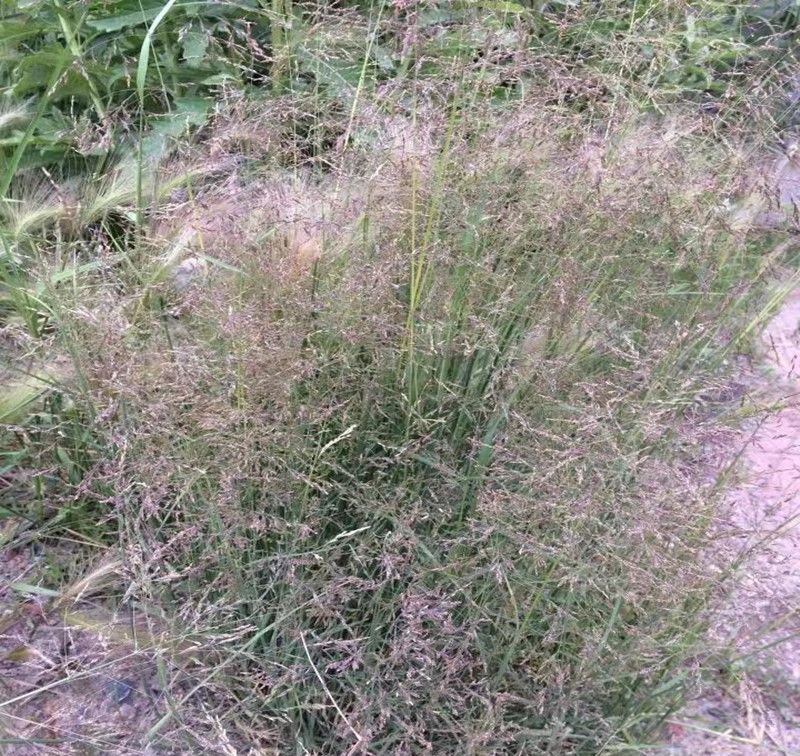 知风草种子锈色画眉草朝鲜爱情草露水草星星草一年生草本植物