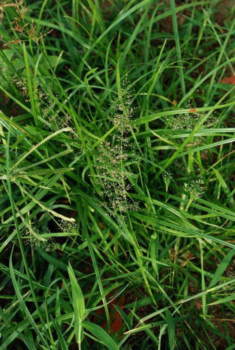 知风草种子锈色画眉草朝鲜爱情草露水草星星草一年生草本植物