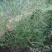 知风草种子锈色画眉草朝鲜爱情草露水草星星草一年生草本植物