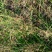 知风草种子锈色画眉草朝鲜爱情草露水草星星草一年生草本植物