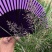 知风草种子锈色画眉草朝鲜爱情草露水草星星草一年生草本植物