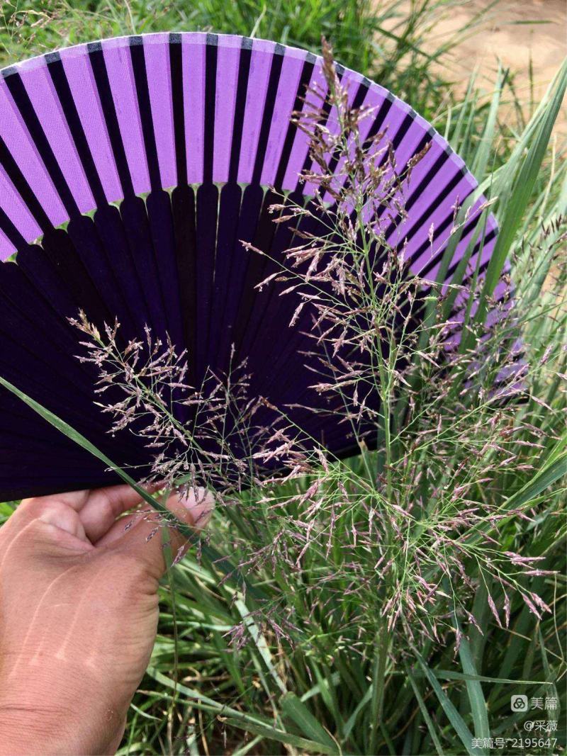 知风草种子锈色画眉草朝鲜爱情草露水草星星草一年生草本植物