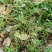 知风草种子锈色画眉草朝鲜爱情草露水草星星草一年生草本植物