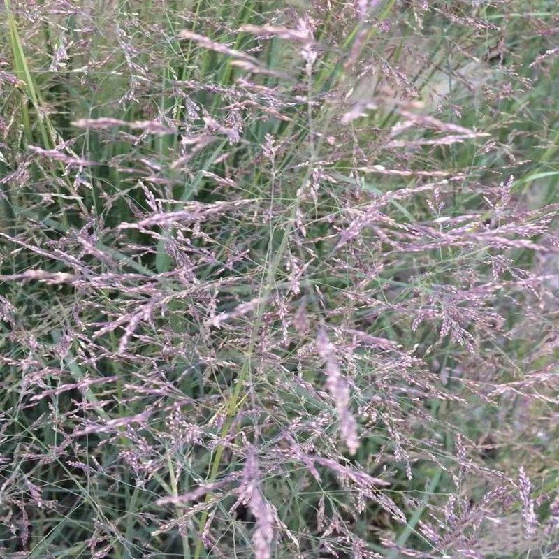 知风草种子锈色画眉草朝鲜爱情草露水草星星草一年生草本植物