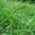 知风草种子锈色画眉草朝鲜爱情草露水草星星草一年生草本植物