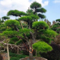 造型观黑松（山采）基地直接发货私人定制欢迎各位老板随