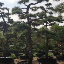 造型观黑松（山采）基地直接发货私人定制欢迎老板致电