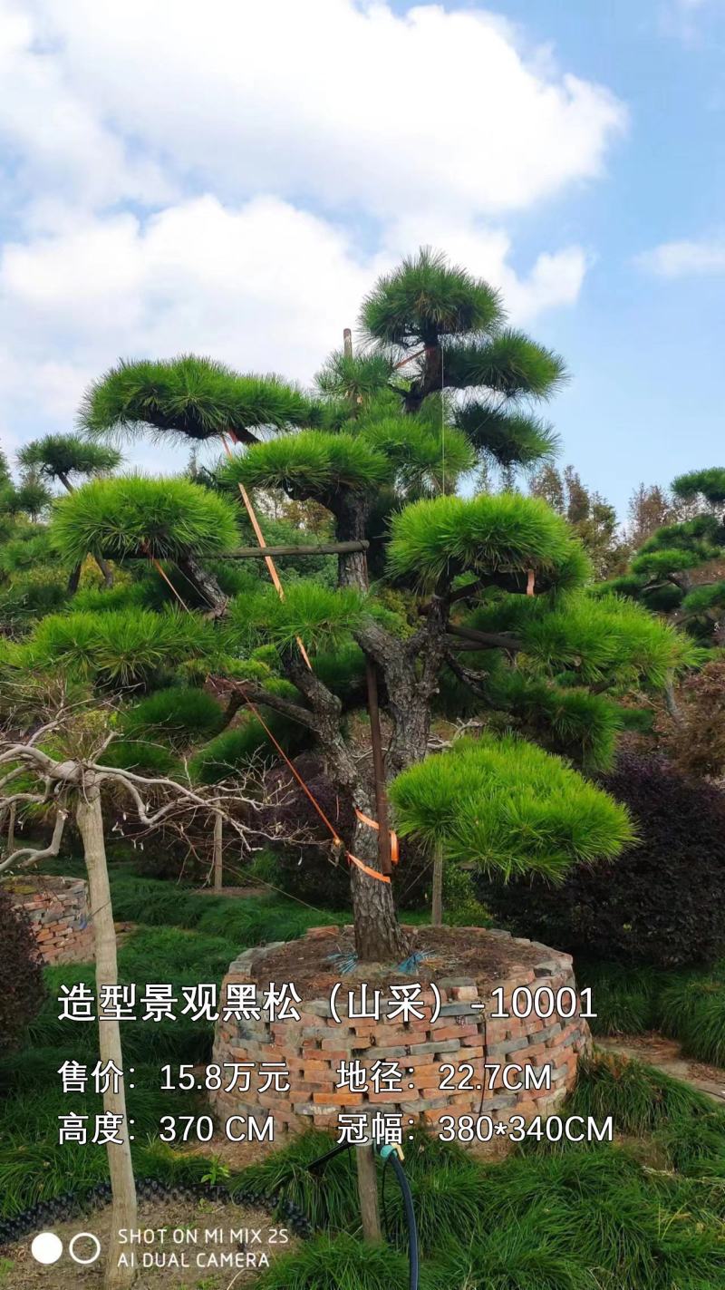 造型观黑松（山采）基地直接发货私人定制欢迎老板致电