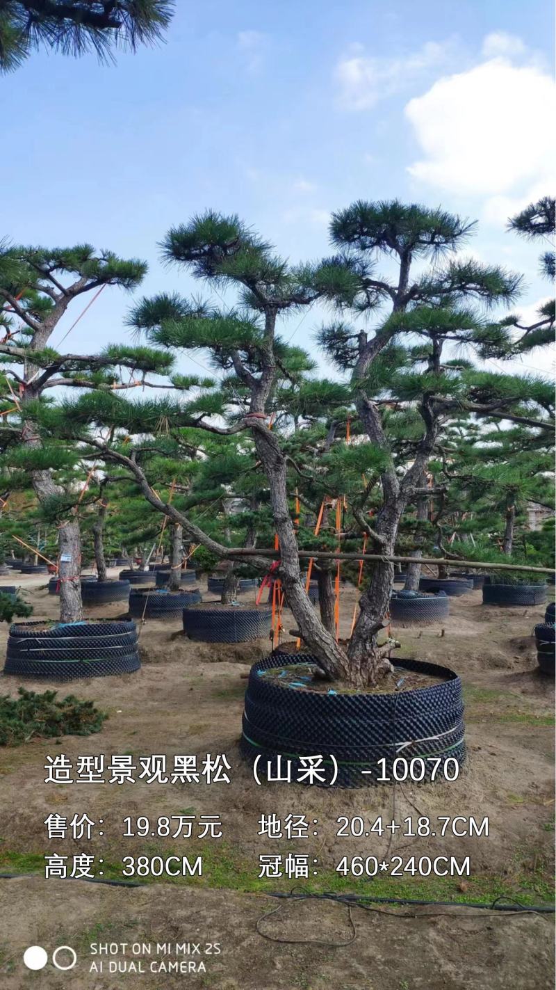 造型观黑松（山采）基地直接发货私人定制欢迎老板致电