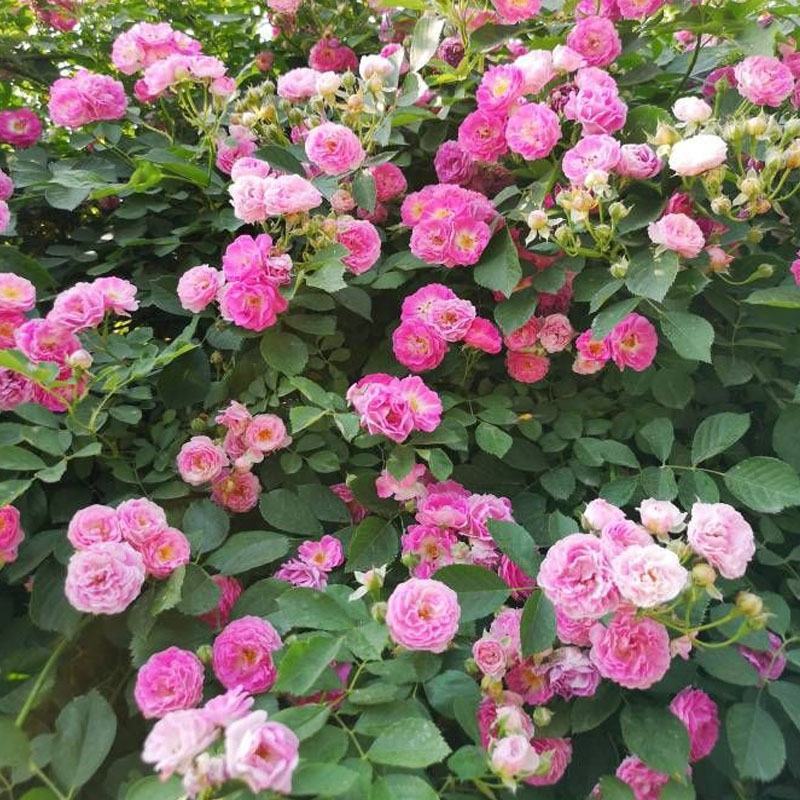 蔷薇花苗四季开花浓香庭院爬藤植物阳台花卉盆栽藤本