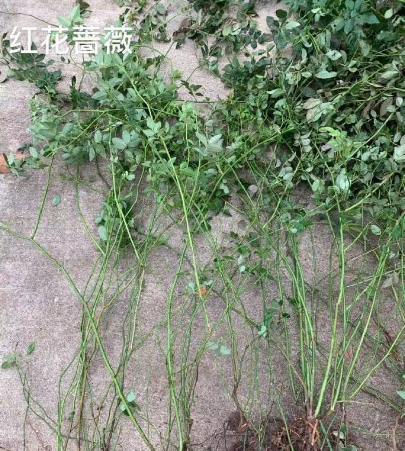 蔷薇花苗四季开花浓香庭院爬藤植物阳台花卉盆栽藤本