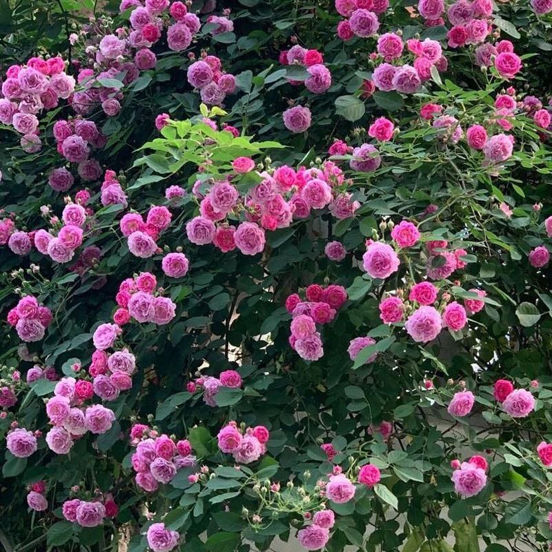 蔷薇花苗四季开花浓香庭院爬藤植物阳台花卉盆栽藤本