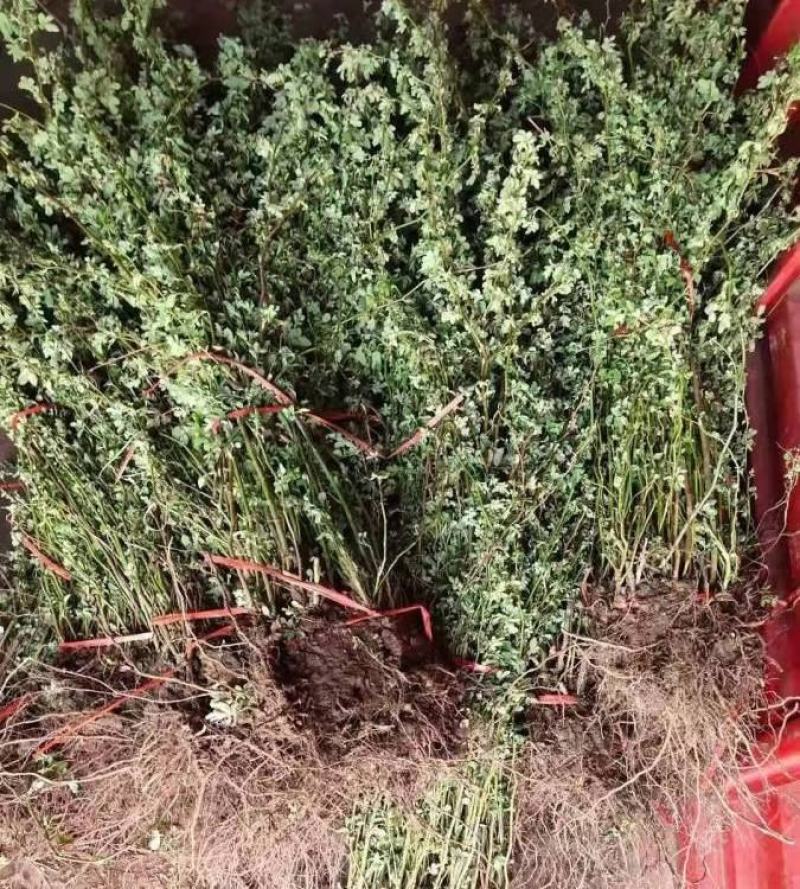 蔷薇花苗四季开花浓香庭院爬藤植物阳台花卉盆栽藤本