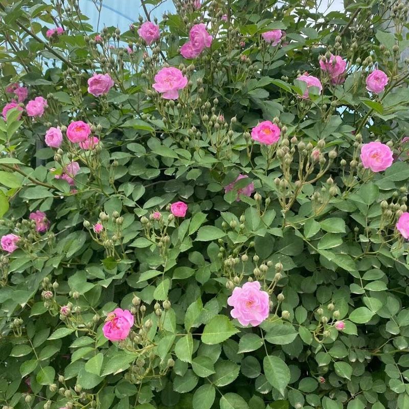蔷薇花苗四季开花浓香庭院爬藤植物阳台花卉盆栽藤本