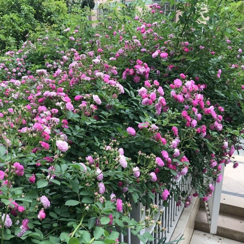 蔷薇花苗四季开花浓香庭院爬藤植物阳台花卉盆栽藤本