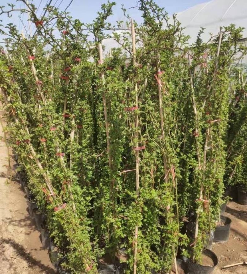 蔷薇花苗四季开花浓香庭院爬藤植物阳台花卉盆栽藤本