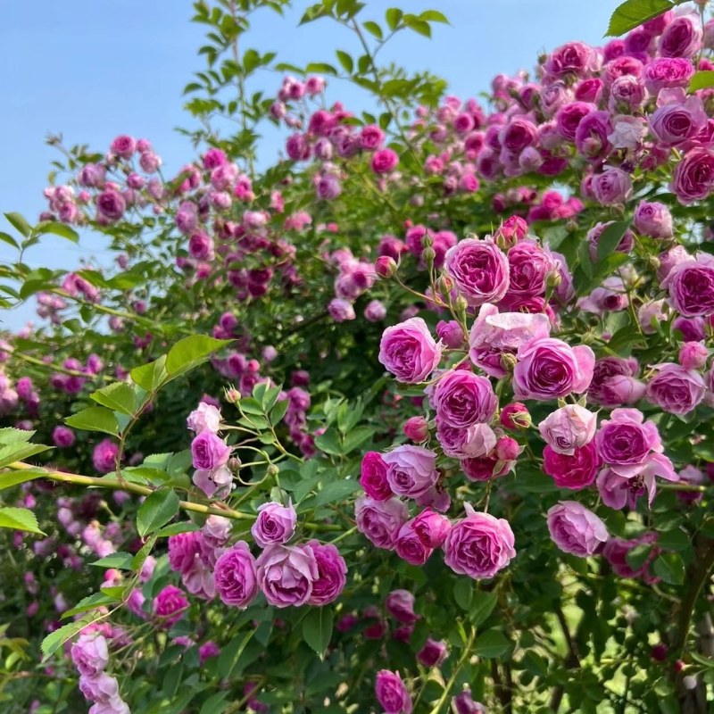 蔷薇，庭院绿化爬墙，花色多，品种好花期长基地直销