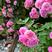 蔷薇，庭院绿化爬墙，花色多，品种好花期长基地直销