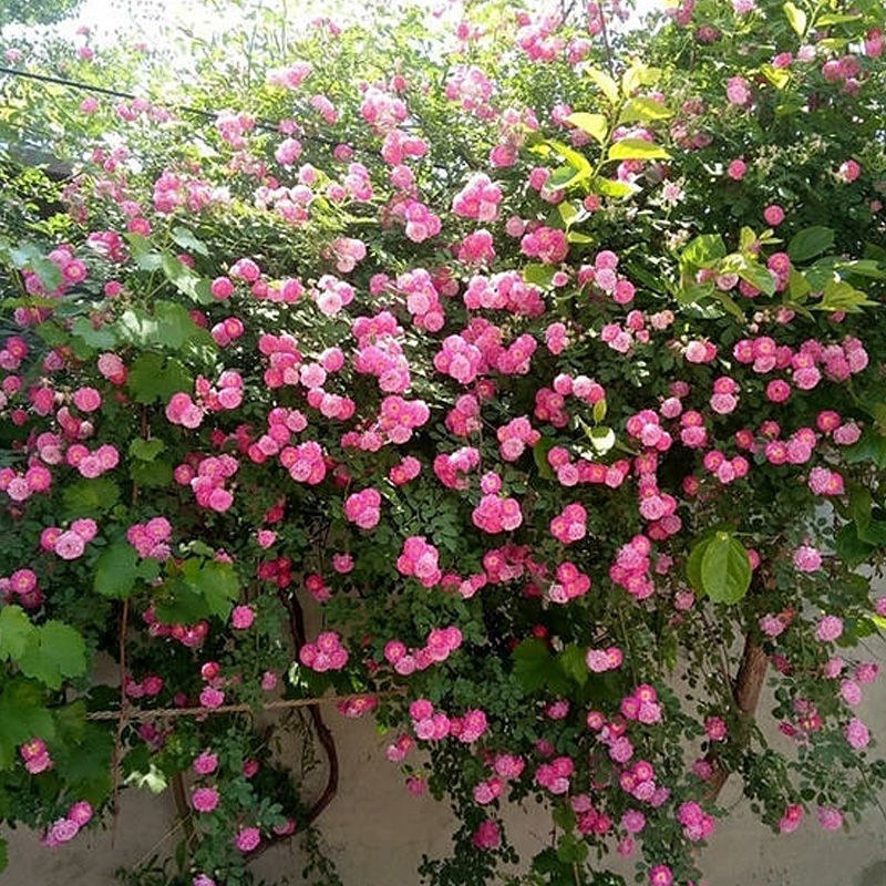 蔷薇花四季爬藤蔷薇花苗大蔷薇苗，蔷薇小苗，蔷薇大苗