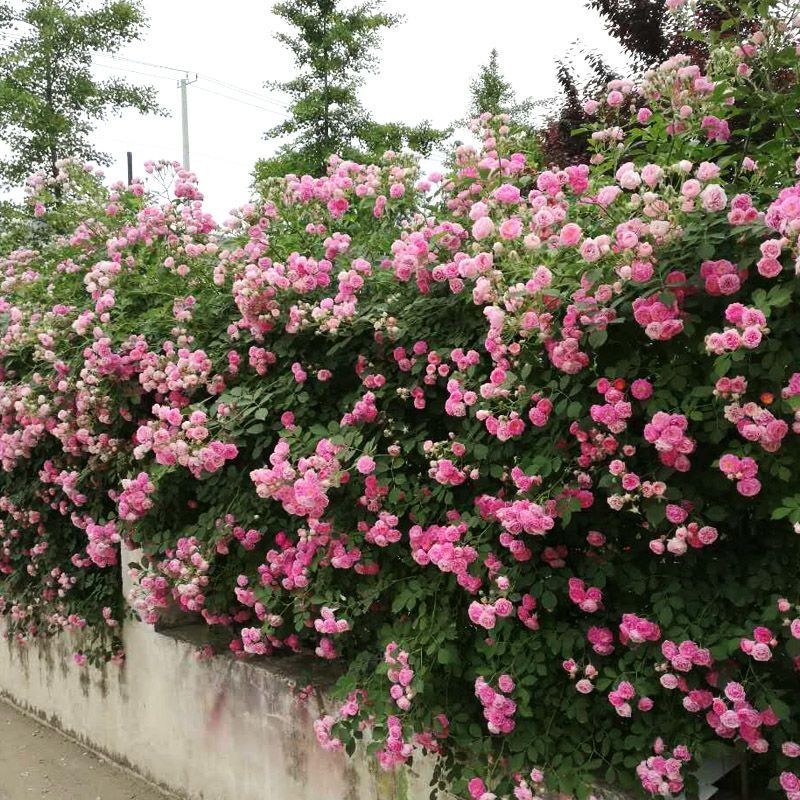 蔷薇花四季爬藤蔷薇花苗大蔷薇苗，蔷薇小苗，蔷薇大苗