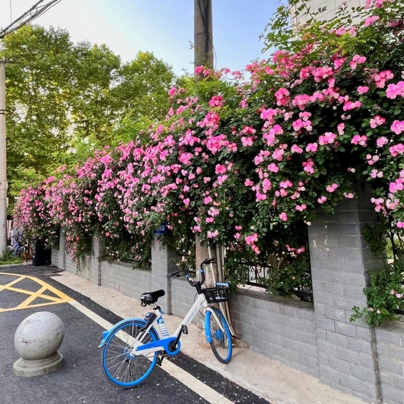 蔷薇花苗藤本欧美月季爬藤玫瑰庭院植物盆栽四季开花耐寒耐热