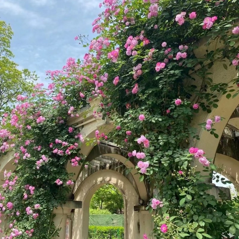 蔷薇花苗藤本欧美月季爬藤玫瑰庭院植物盆栽四季开花耐寒耐热